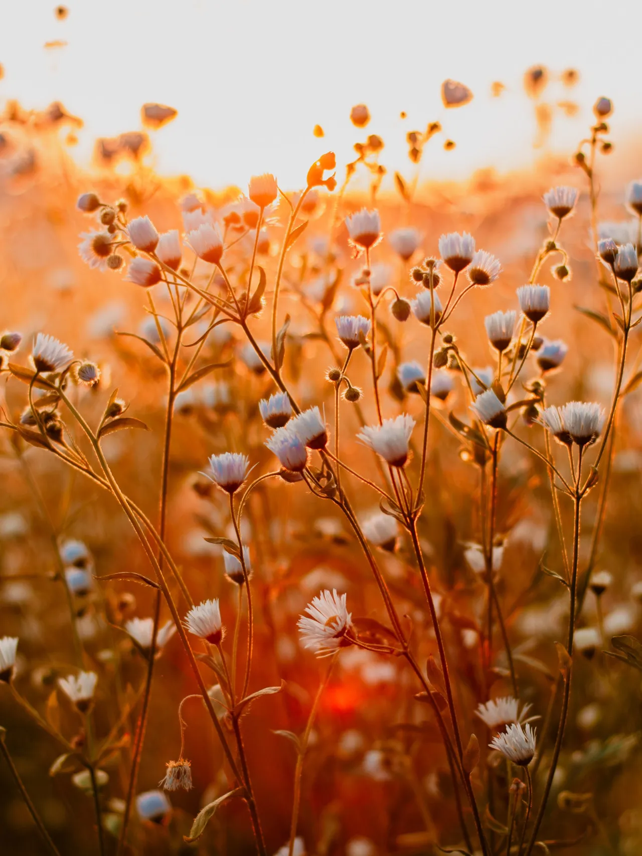 utfyllnadsbild blommor kvällssol