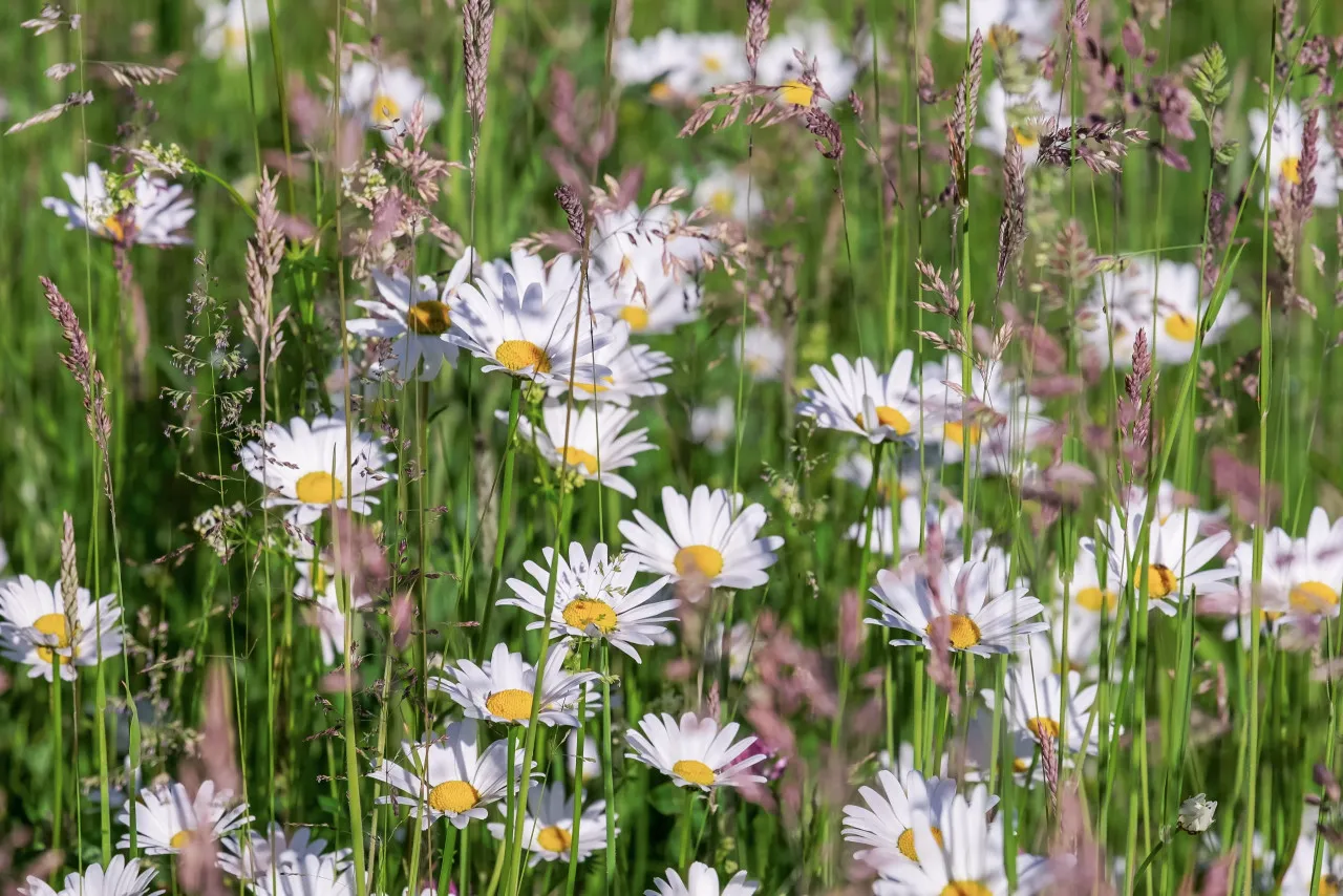 hemsidan sommarbild