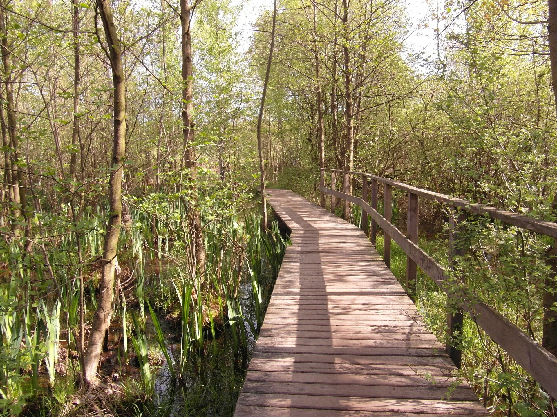 Formiddagsvandringar varenjpg6